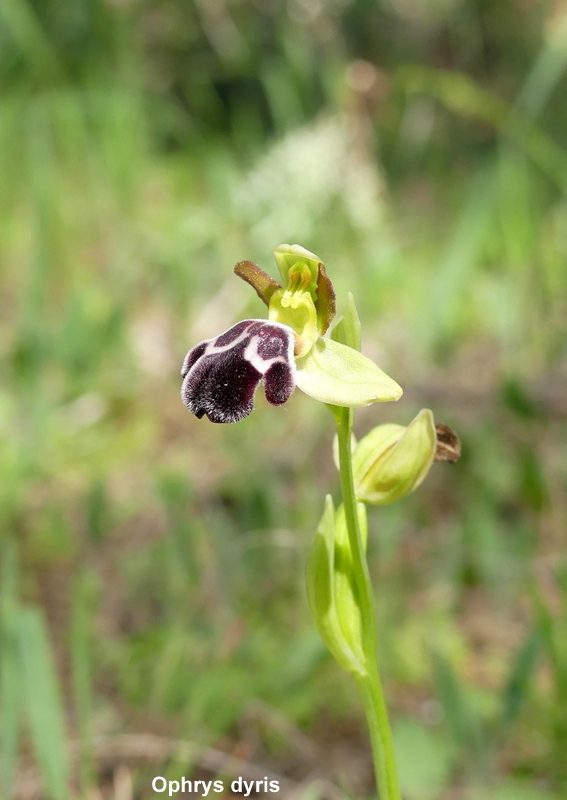 Andalusia: le orchidee e Grandi Pietre  marzo-aprile 2023.